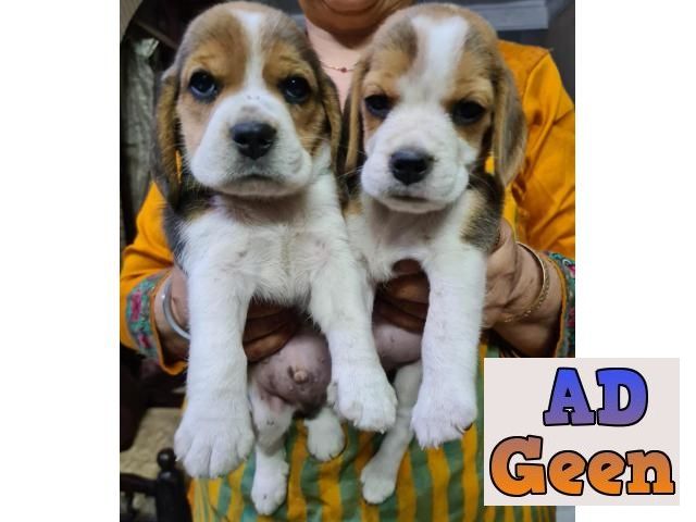 Top Quality Begal Male and Female Pupies Avalible
